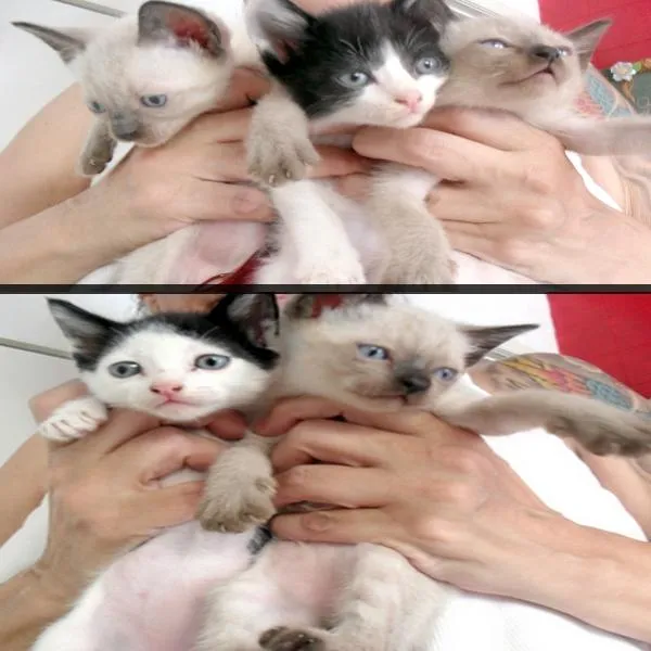 Gato ra a RND idade 2 a 6 meses nome Vários