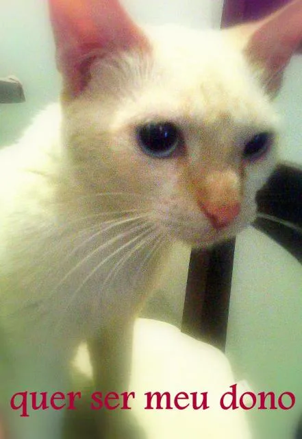 Gato ra a Siames idade 2 a 6 meses nome "Gustava"