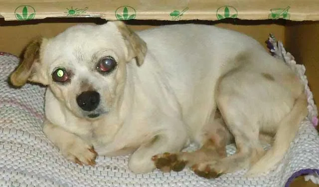 Cachorro ra a SRD idade  nome Procura o DONO