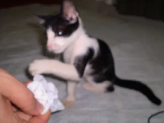 Gato ra a SRD idade 2 a 6 meses nome FOFINHO