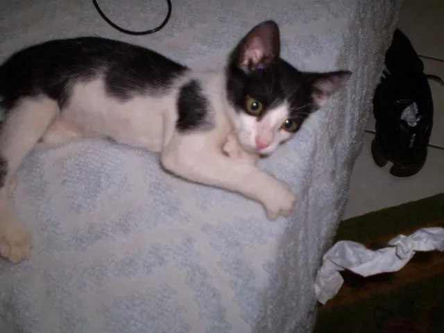 Gato ra a SRD idade 2 a 6 meses nome FOFINHO