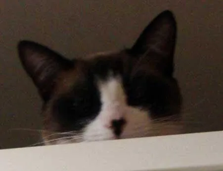 Gato ra a SRD idade  nome LUISA
