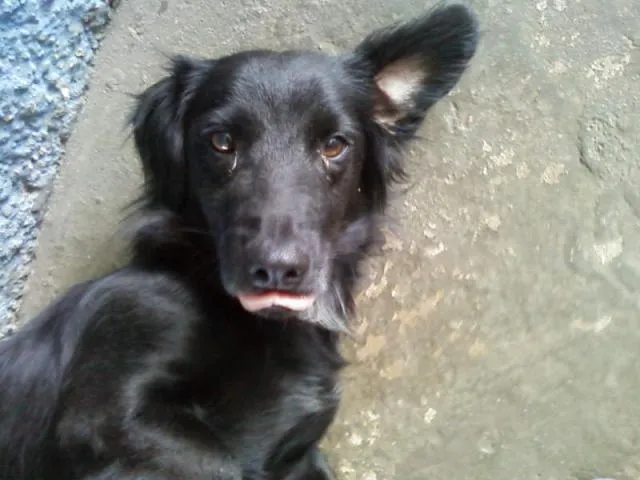 Cachorro ra a  idade  nome nego