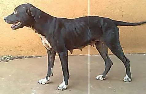Cachorro ra a Pit-Bull idade  nome MIRNA