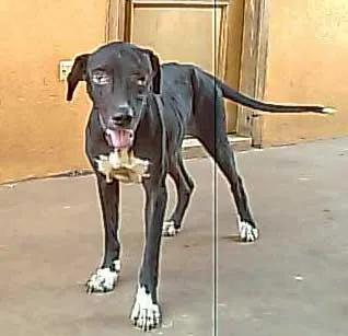 Cachorro ra a Pit-Bull idade  nome MIRNA