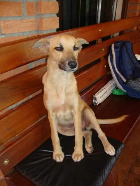 Cachorro ra a SRD idade 1 ano nome Mel