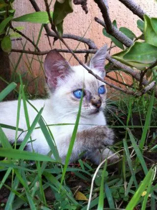 Gato ra a srd idade 2 a 6 meses nome irene