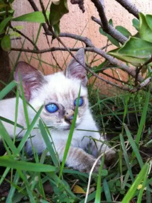 Gato raça srd idade 2 a 6 meses nome irene