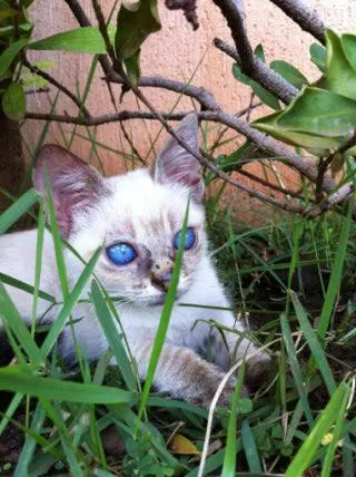 Gato ra a srd idade 2 a 6 meses nome irene