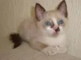 Gatinhos Lindos!!!