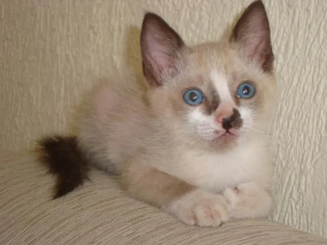 Gato ra a SRD idade Abaixo de 2 meses nome Gatinhos Lindos!!!