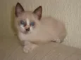 Gatinhos Lindos!!!