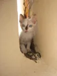 Gatinhos Lindos!!!