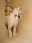 Gatinhos Lindos!!!