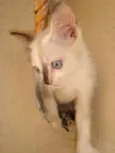Gatinhos Lindos!!!