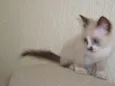 Gatinhos Lindos!!!