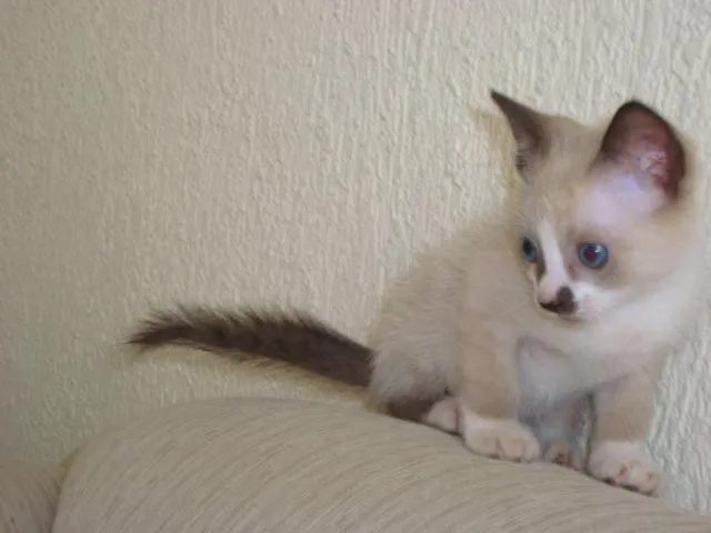 Gato ra a SRD idade Abaixo de 2 meses nome Gatinhos Lindos!!!