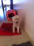 Lila