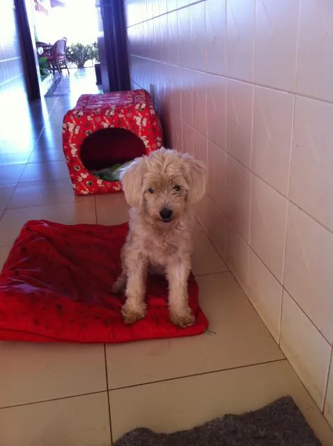 Cachorro ra a srd idade 6 ou mais anos nome Lila