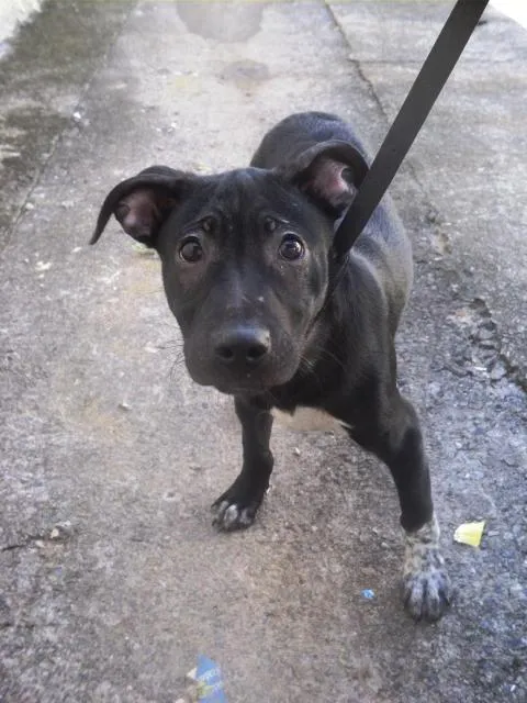 Cachorro ra a SRD idade 2 a 6 meses nome Jacinto