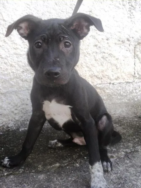 Cachorro ra a SRD idade 2 a 6 meses nome Jacinto