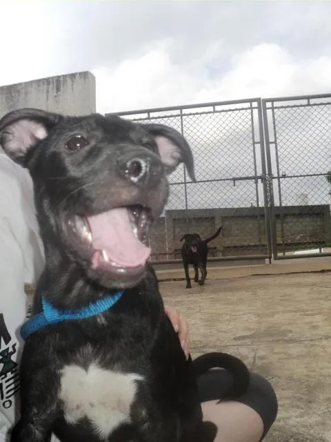 Cachorro ra a SRD idade 2 a 6 meses nome Jacinto