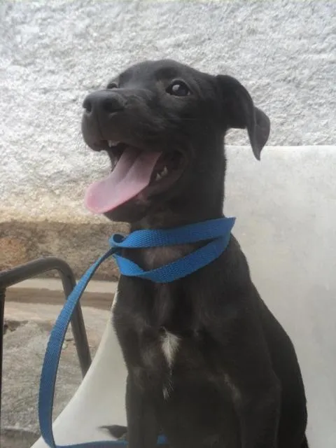 Cachorro ra a SRD idade 2 a 6 meses nome Mambo