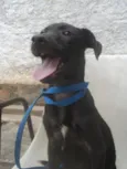 Mambo