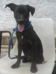 Mambo
