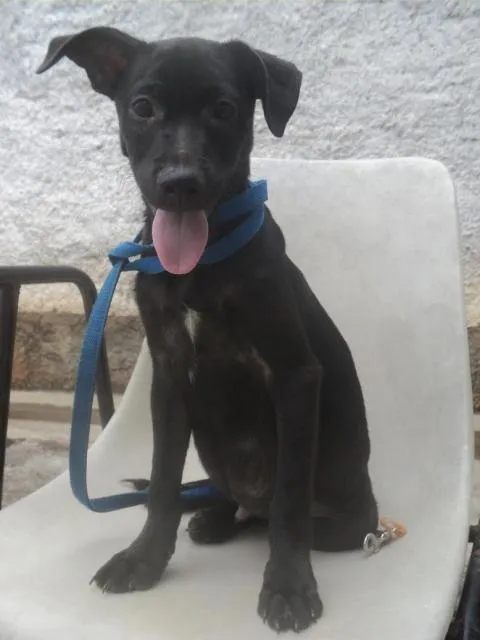 Cachorro ra a SRD idade 2 a 6 meses nome Mambo