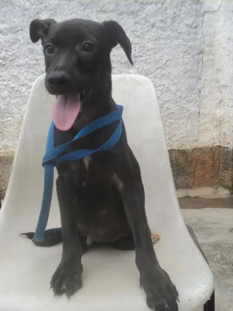 Cachorro ra a SRD idade 2 a 6 meses nome Mambo
