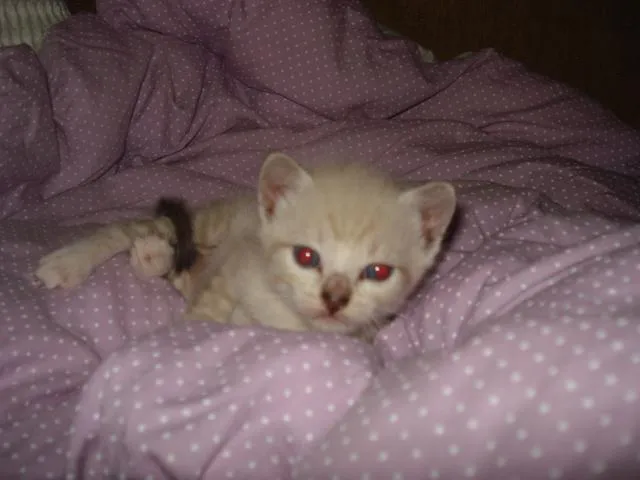 Gato ra a Siamês idade Abaixo de 2 meses nome sem nome