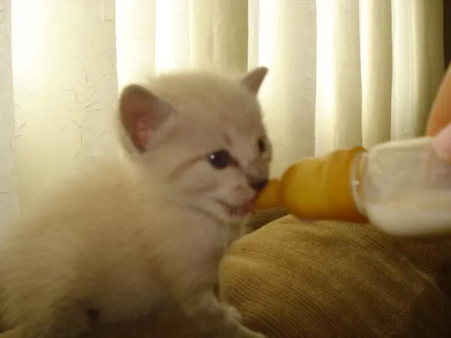 Gato ra a Siamês idade Abaixo de 2 meses nome sem nome