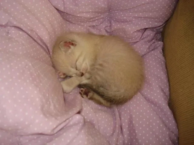Gato ra a Siamês idade Abaixo de 2 meses nome sem nome