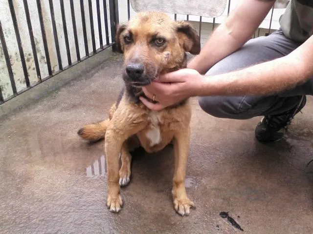 Cachorro ra a Pastor Alemão idade 6 ou mais anos nome Vitoria