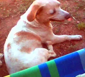 Cachorro raça SRD idade 3 anos nome FRIDA