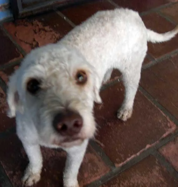 Cachorro ra a Poodle idade 7 a 11 meses nome sem nome