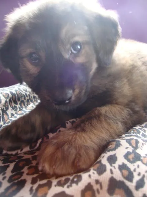 Cachorro ra a vira-lata idade 2 a 6 meses nome preta