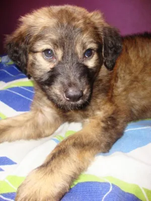 Cachorro raça vira-lata idade 2 a 6 meses nome preta