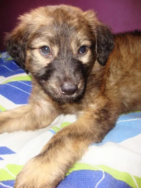 Cachorro ra a vira-lata idade 2 a 6 meses nome preta