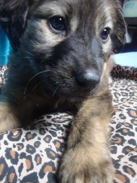 Cachorro ra a vira-lata idade 2 a 6 meses nome preta