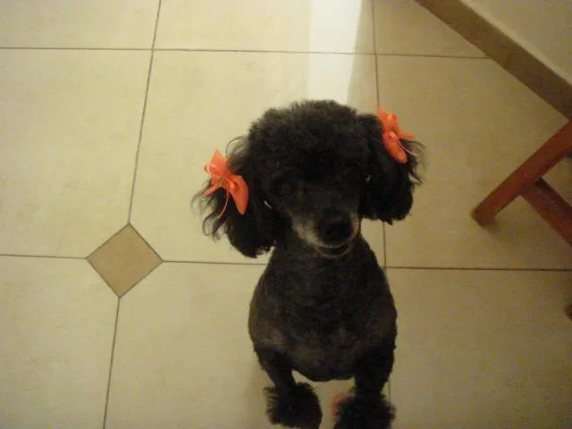 Cachorro ra a Poodle idade 6 ou mais anos nome Brenda GRATIFICA