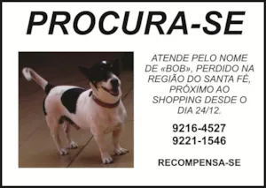 Cachorro raça SRD idade 6 ou mais anos nome BOB GRATIFICA