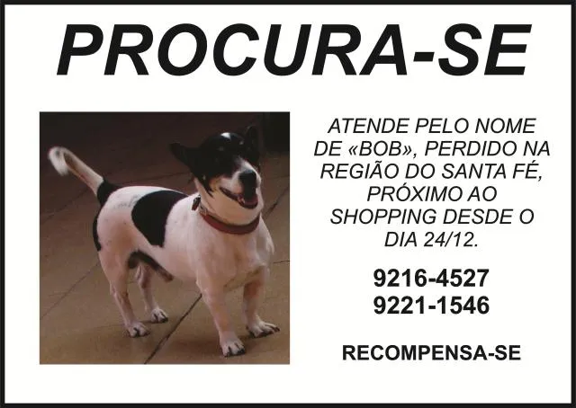 Cachorro ra a SRD idade 6 ou mais anos nome BOB GRATIFICA