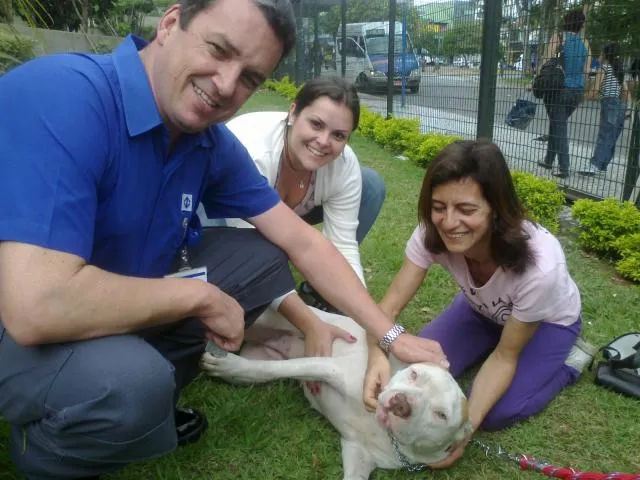 Cachorro ra a Pit Bull idade 1 ano nome Cristal