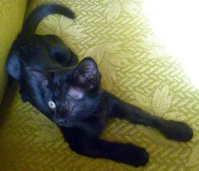 Gato ra a SRD idade Abaixo de 2 meses nome Pretinha