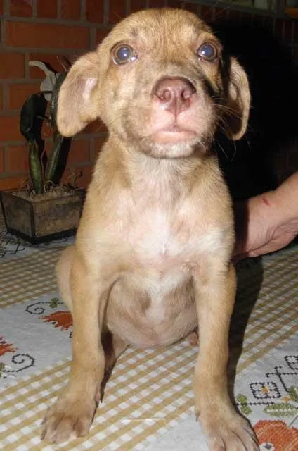 Cachorro ra a SRD idade 2 a 6 meses nome ZILU