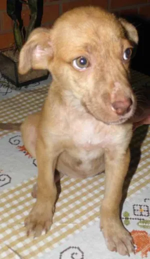 Cachorro raça SRD idade 2 a 6 meses nome ZILU