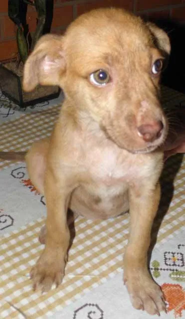 Cachorro ra a SRD idade 2 a 6 meses nome ZILU
