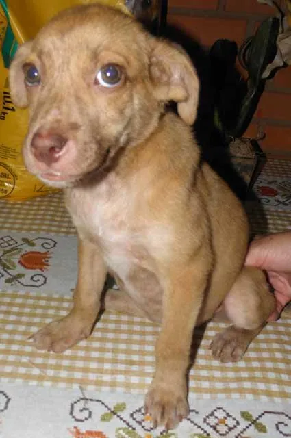 Cachorro ra a SRD idade 2 a 6 meses nome ZILU